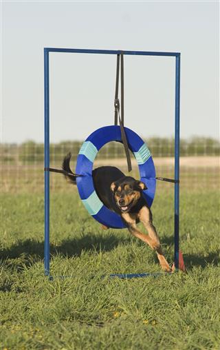 Agility Tire Obstacle