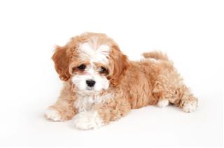 Young Brown And White Cavapoo Puppy