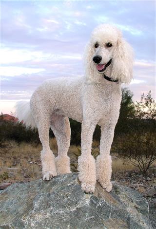 Standard Poodle With Desert Sunset