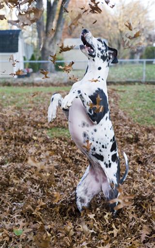 Great Dane Puppy Playing In Leaves