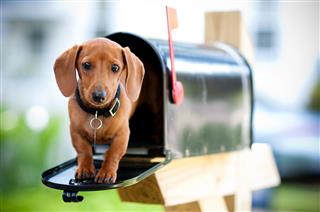 Miniature Dachshund In A Mail Box
