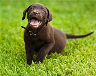 Labrador Retriever Chocolate Puppy