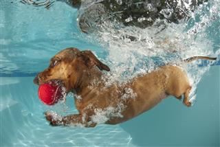 Dog Retrieving Ball Underwater