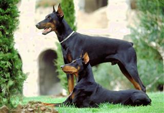 Two Doberman Pinscher Dogs Portrait