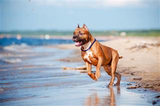 American Staffordshire Terrier Dog Playing