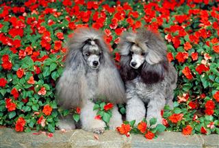Two Grey Poodle Dogs