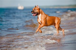 Red American Staffordshire Terrier Dog