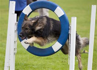 German Shepherd At Dog Agility Course