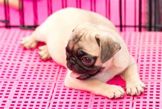 Young Pug Dog Sitting On Pink Mat