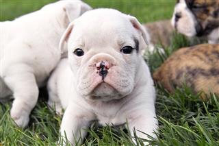 Bull Puppies Playing In Grass