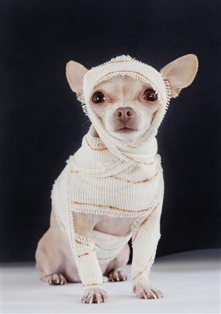 Chihuahua Dressed Up Like A Mummy