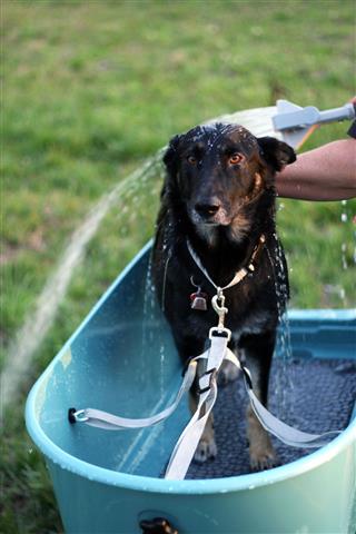 Washing The Dog