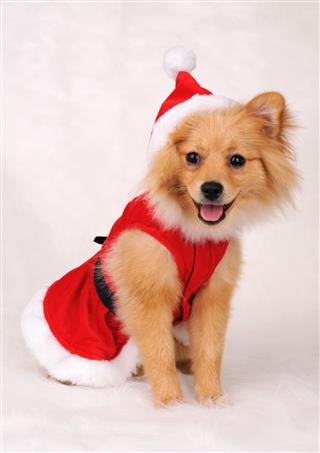Dog Wearing Santa Suit