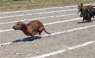Weiner Dog Race