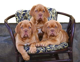 Three Puppies In Armchair