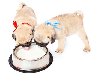 Puppy Of Pug Near Bowl With Milk