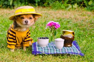 Small Dog Wearing Yellow Suit