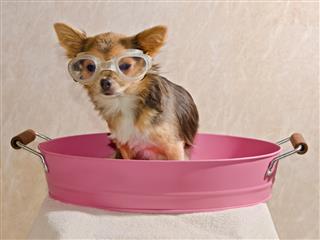 Chihuahua Taking A Bath