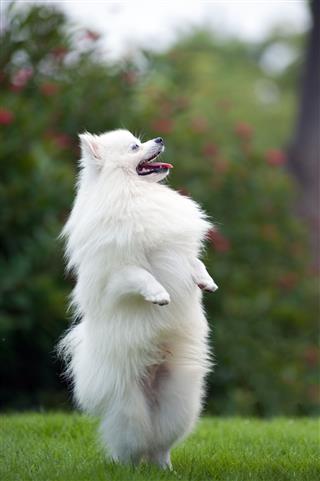 White Pomeranian Dog
