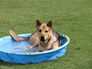 Dog In Kiddie Pool