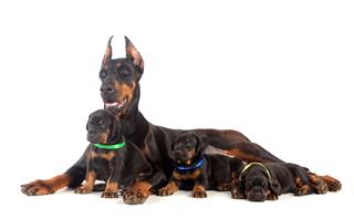 Doberman Dog With Puppies