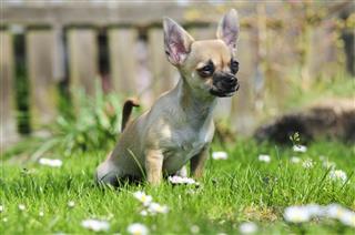 Puppy On The Grass