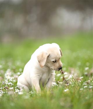 Labrador Puppy Playing With Leaves