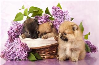 Puppies And Flowers