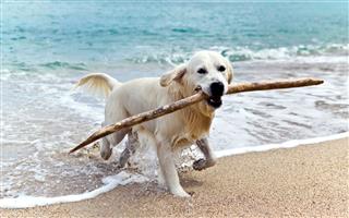 Labrador Retriever On The Beach