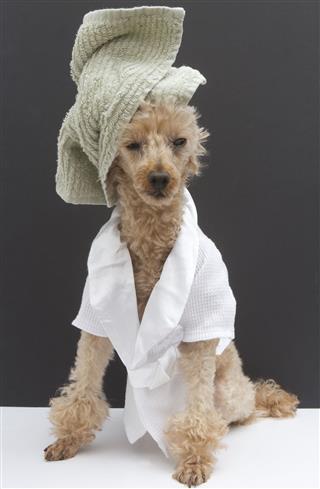Poodle In Bathrobe And Green Towel