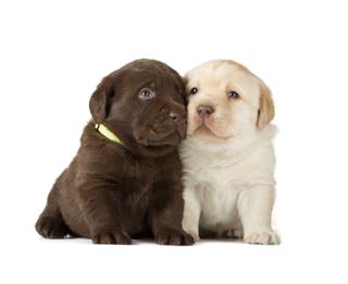 Chocolate Yellow Labrador Retriever Puppies