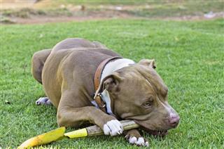 American Pit Bull Terrier Chewing Spade