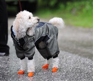 Poodle With Rain Boots And Rain Jacket