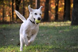 Labrador Mix Puppy Playing Ball