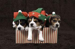 Litter Of Christmas Puppies