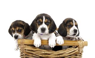 Cute Puppies In A Basket