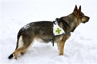 Rescue Dog In Winter