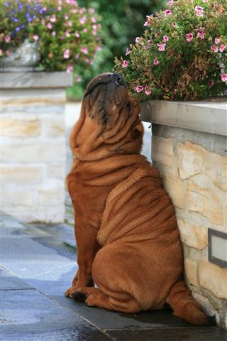 Shar Pei Puppy Smelling Flowers