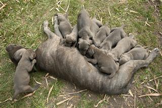 Mastiff Mother Nursing Her Puppies