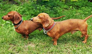 Dachshund Dogs Side By Side