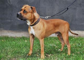 Male Pitbull Or Staffordshire Terrier