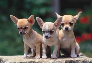 Chihuahua Puppies On A Stone Portrait