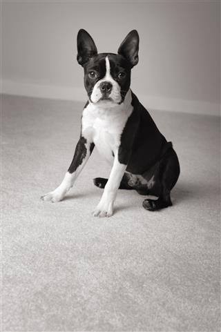 Portrait Of Sitting Boston Terrier Dog