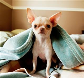 Cute Little Chihuahua