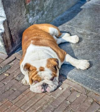 Tired Bulldog In The Street