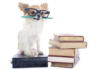 Chihuahua And Books