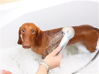 Washing Dog