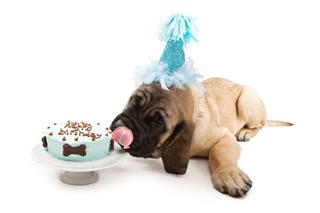 Mastiff Puppy Eating Birthday Cake