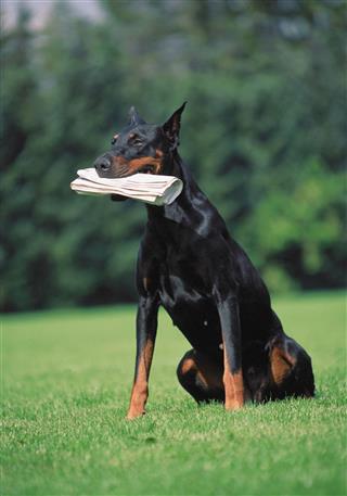 Doberman With A Newspaper In Mouth
