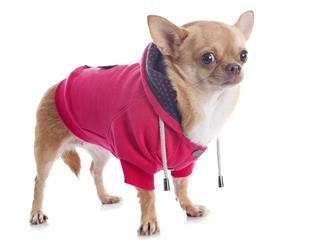 Dressed Chihuahua